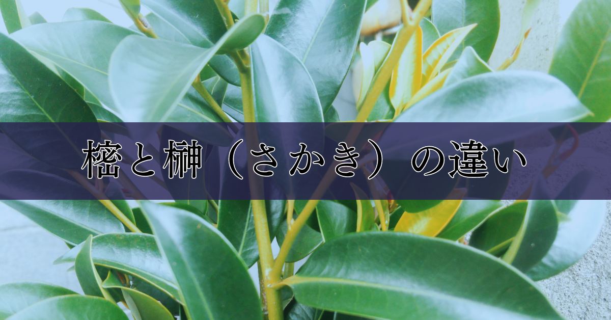 しきびとしきみの違い、読み方から供え方、榊との違いまで初心者向けに 
