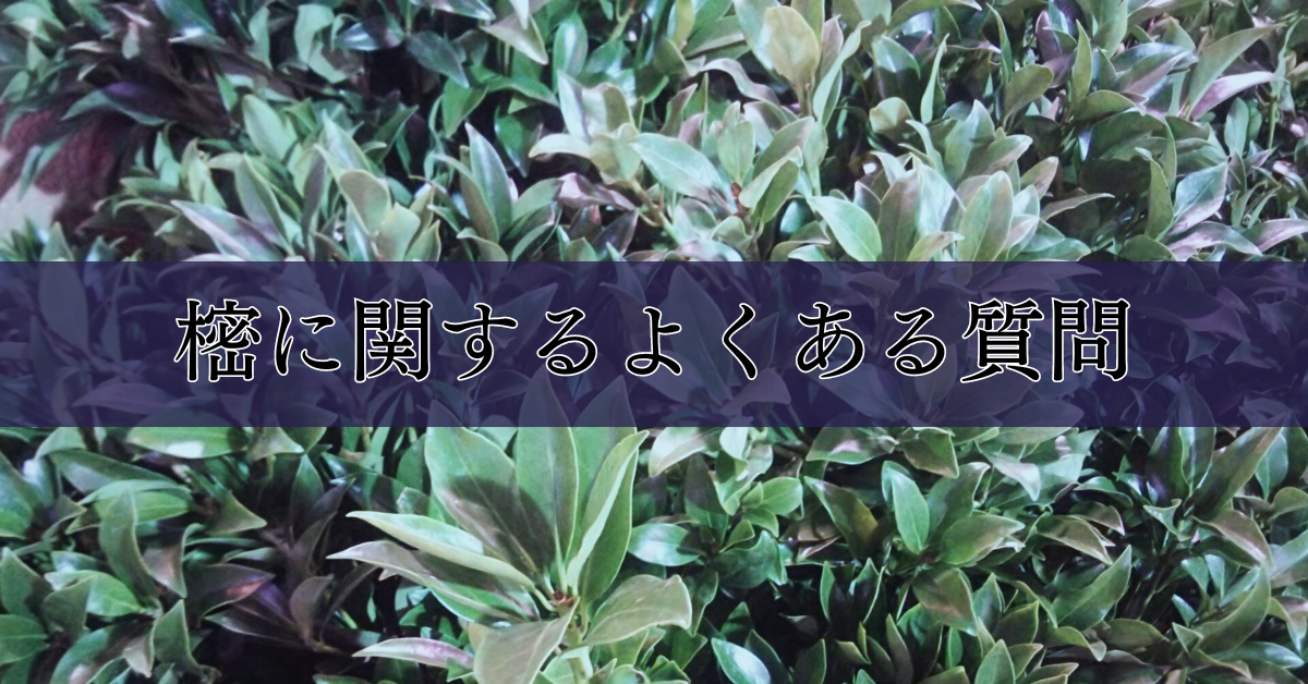 樒（しきみ・しきび）に関するよくある質問