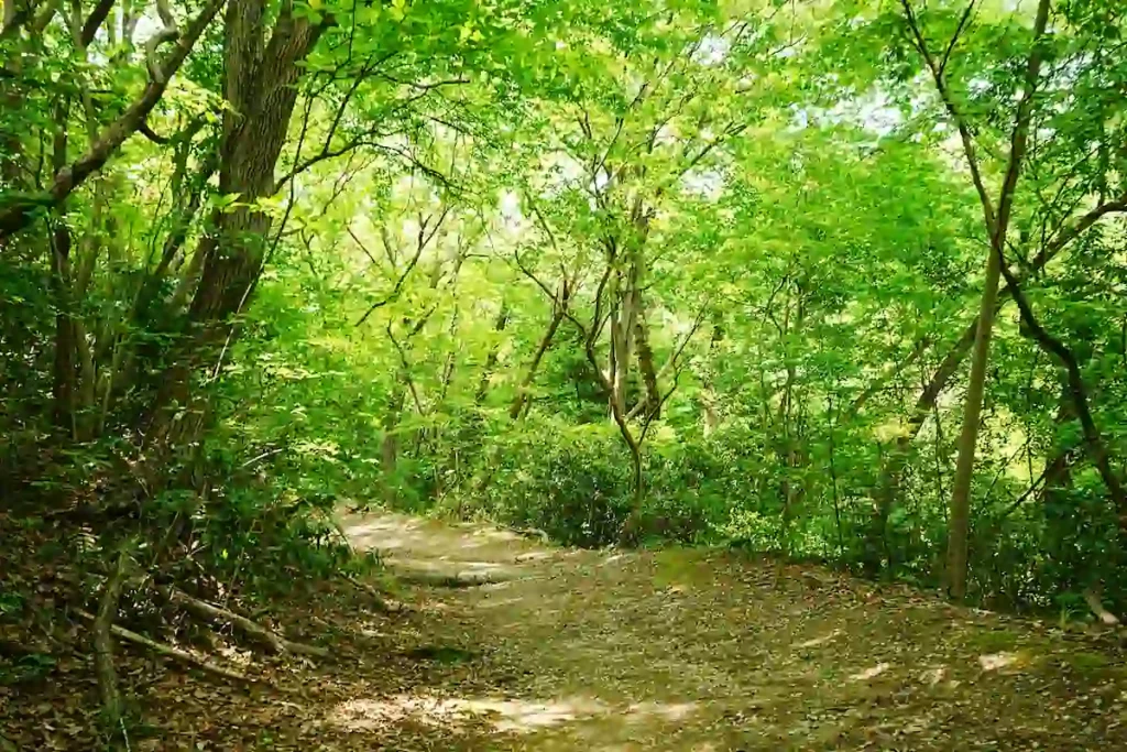 現在の日本における土葬