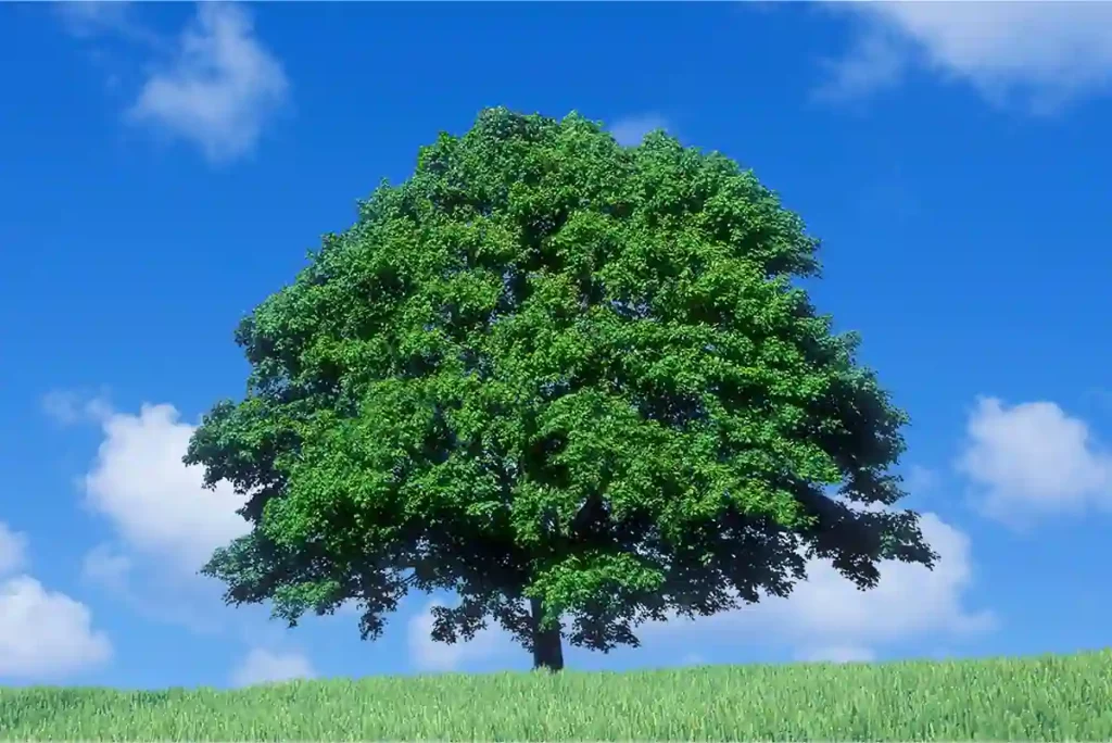 自然葬とは?種類、費用、デメリット、環境への優しさについて